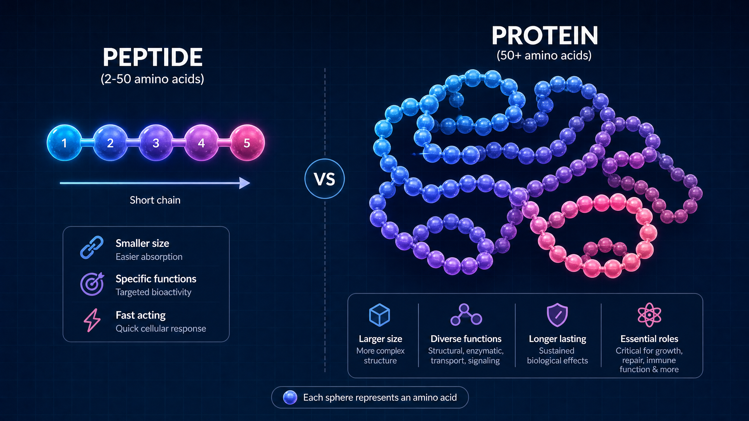 Peptides vs proteins size comparison chart