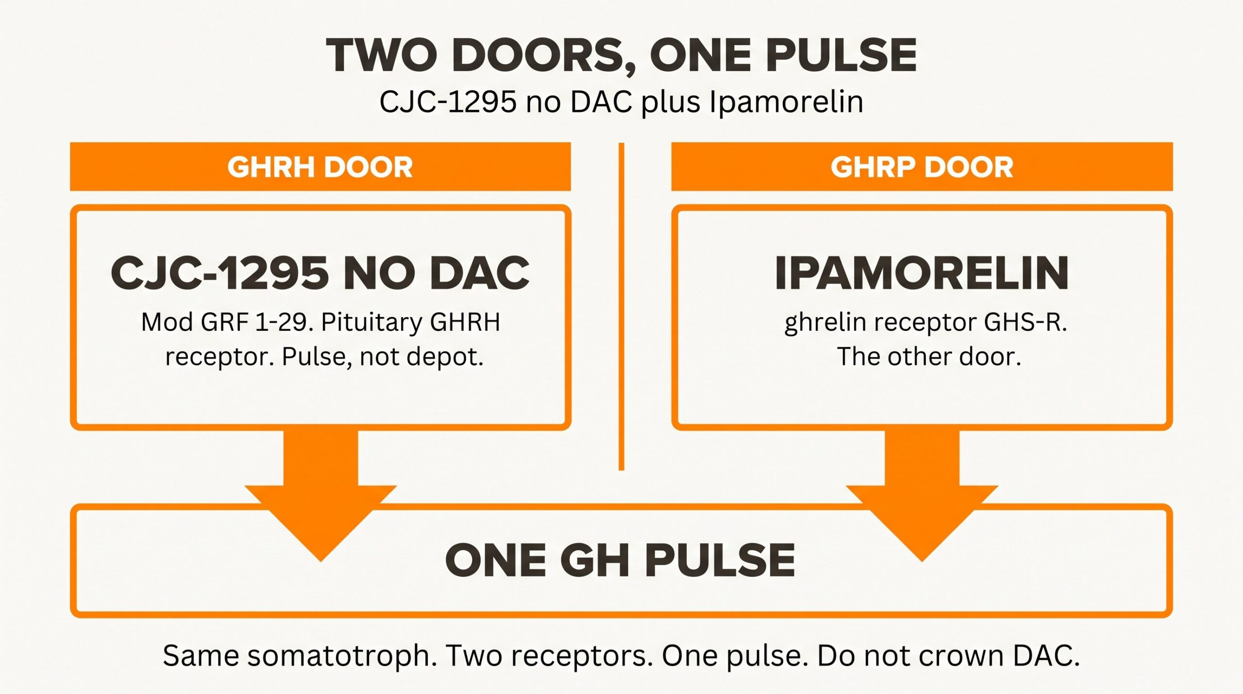 Teaching diagram of two doors to one GH pulse: CJC-1295 no DAC on the GHRH receptor and ipamorelin on GHS-R.