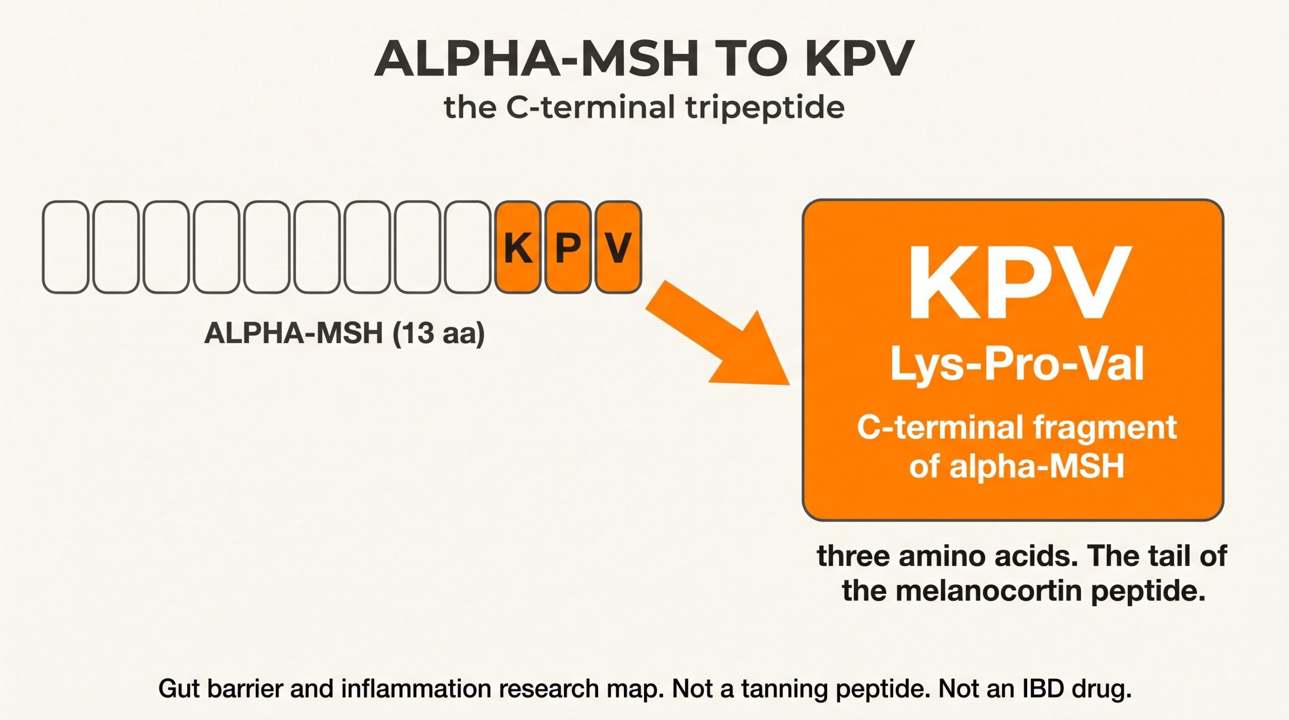 Teaching diagram of alpha-MSH to KPV. Alpha-MSH is 13 amino acids. The last three residues, Lys-Pro-Val, are the C-terminal tripeptide called KPV.