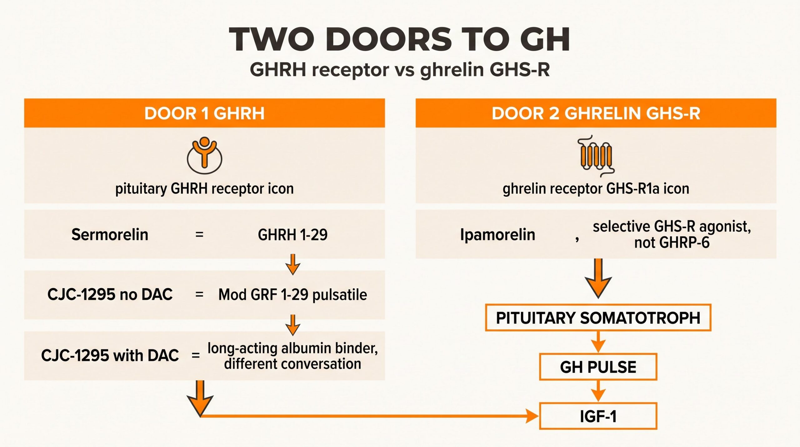Teaching diagram of two doors to growth hormone: GHRH analogs (sermorelin, CJC-1295 no DAC, CJC-1295 with DAC) versus ghrelin / GHS-R (ipamorelin), both converging on a pituitary GH pulse and IGF-1.