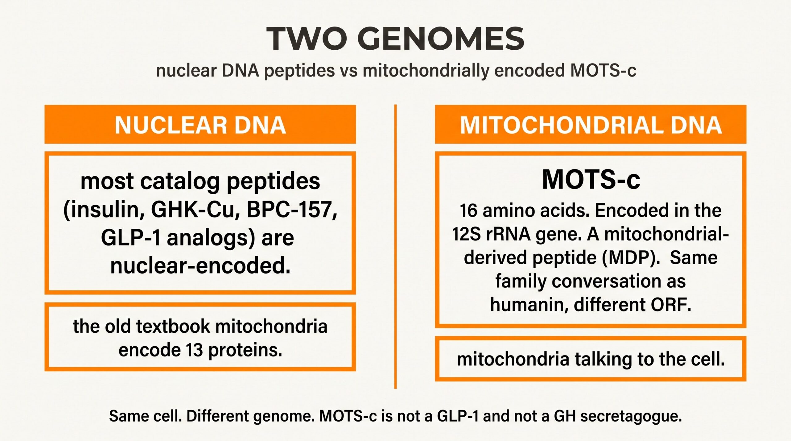Teaching diagram of two genomes: nuclear DNA peptides versus mitochondrially encoded MOTS-c, a 16-amino-acid mitochondrial-derived peptide.