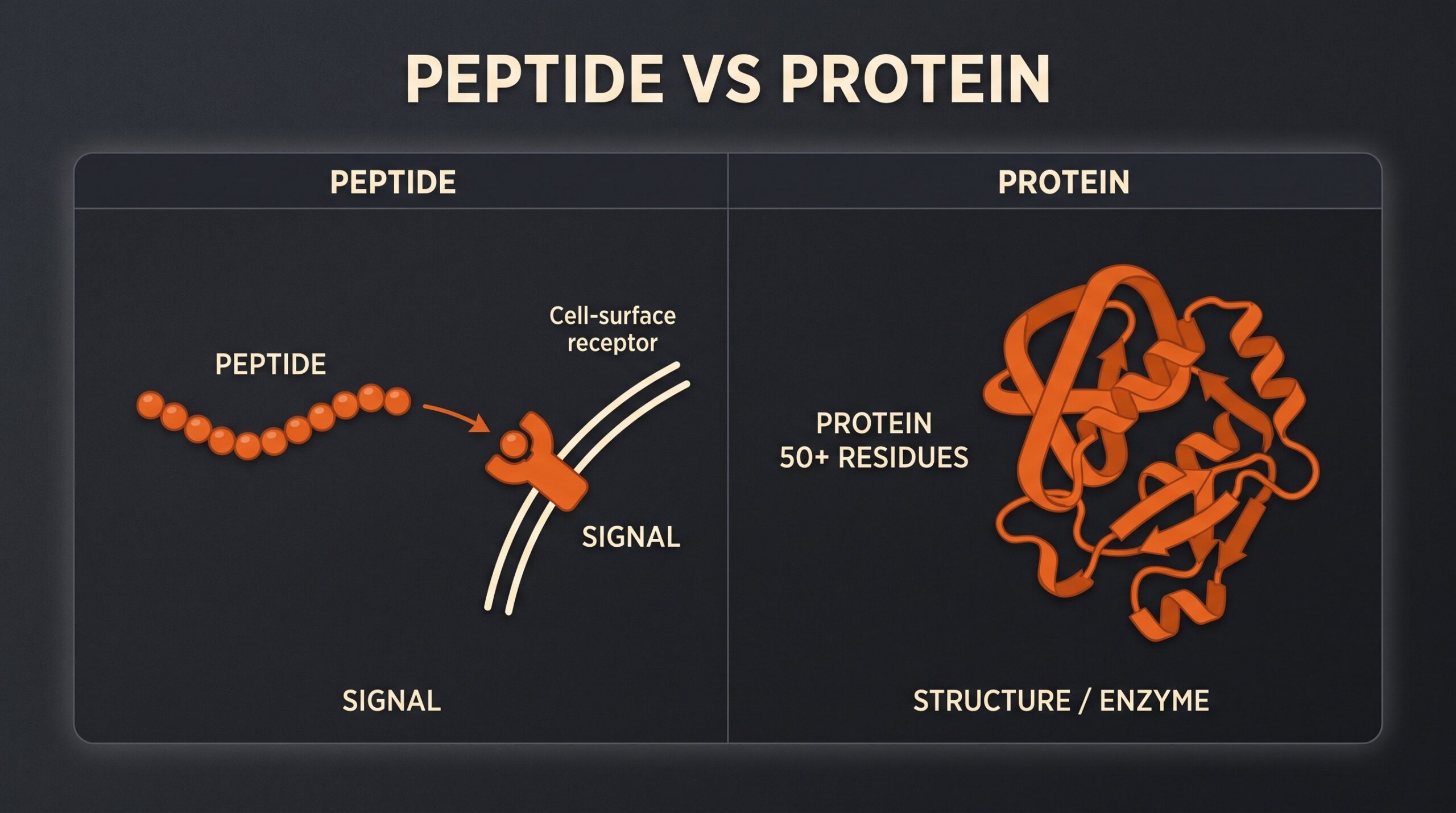 Teaching diagram comparing a short peptide chain to a longer folded protein.
