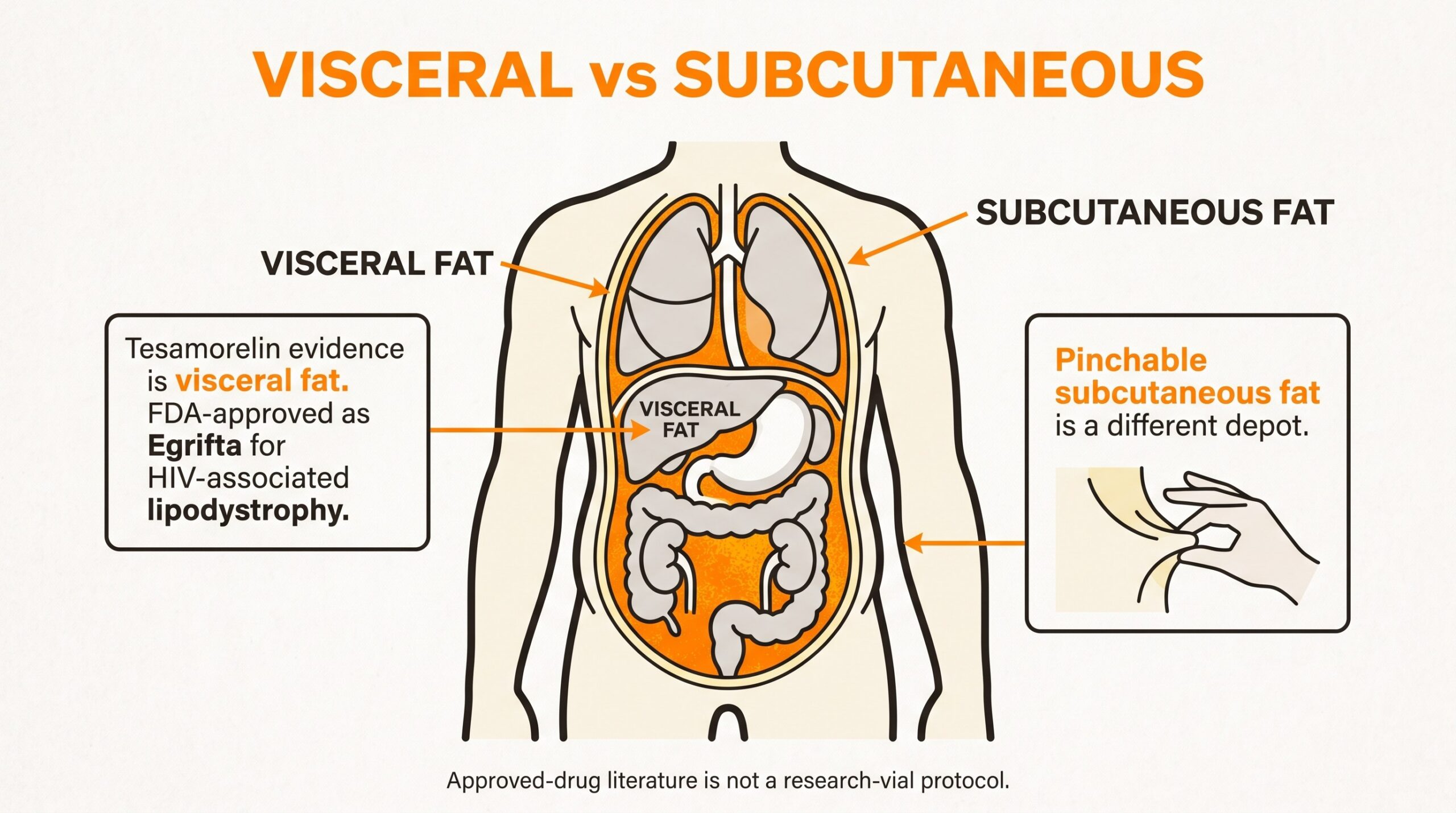 Teaching diagram of visceral fat around organs versus pinchable subcutaneous fat, and why tesamorelin evidence is a visceral-fat story.