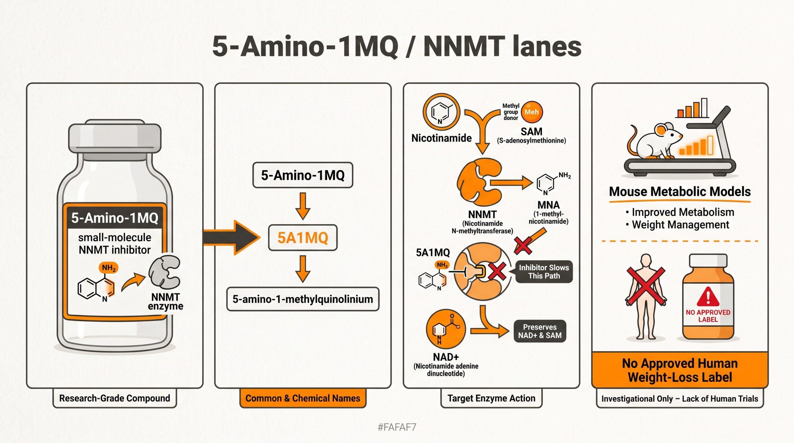 Teaching diagram of 5-Amino-1MQ / NNMT lanes: research-catalog small molecule, naming map (5-Amino-1MQ = 5A1MQ = 5-amino-1-methylquinolinium), NNMT mechanism framing, and mouse-evidence lane versus no approved human weight-loss label.