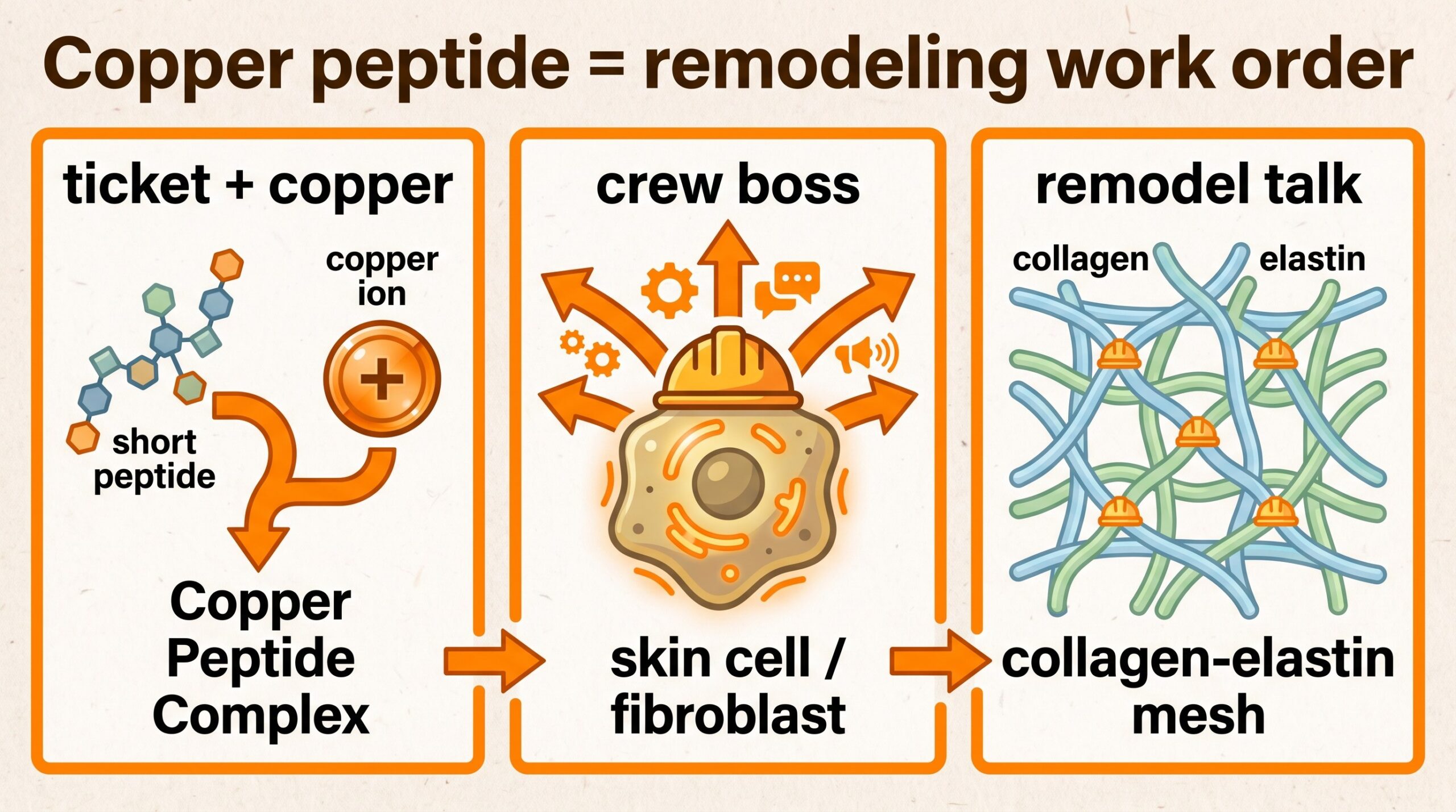 Teaching diagram: copper peptide as a remodeling work order handed to the skin crew boss.