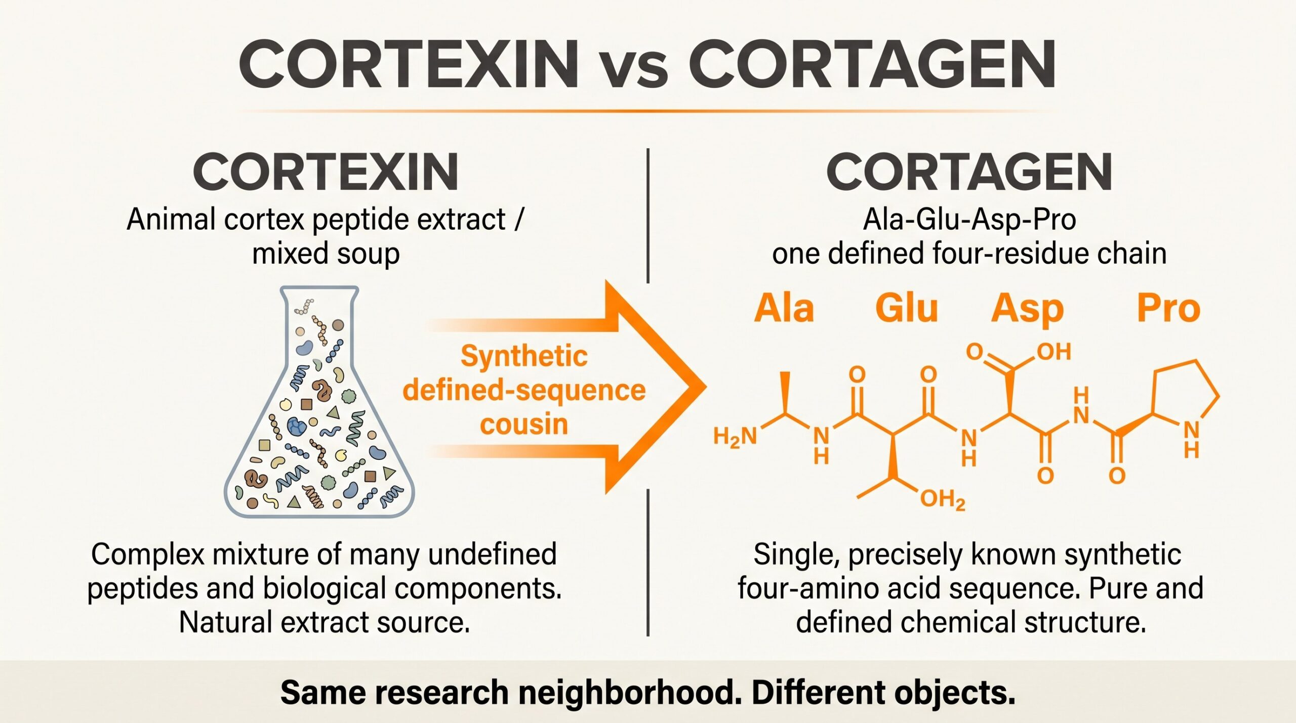 Teaching diagram comparing Cortexin mixed cortex extract versus Cortagen defined Ala-Glu-Asp-Pro tetrapeptide.