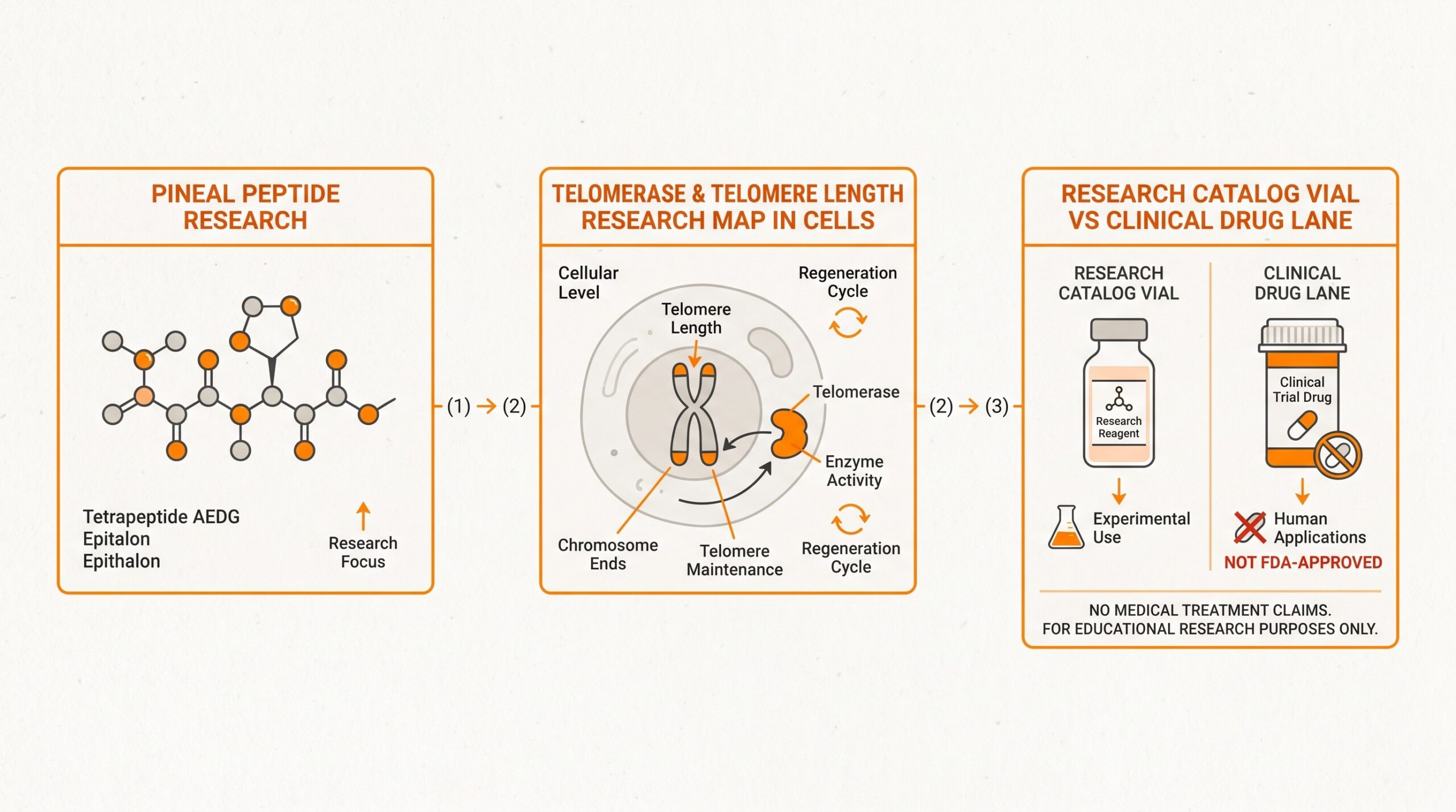 Teaching diagram of three lanes: pineal AEDG / Epitalon peptide research, telomerase and telomere biology, and research-catalog vials versus FDA drug labels.