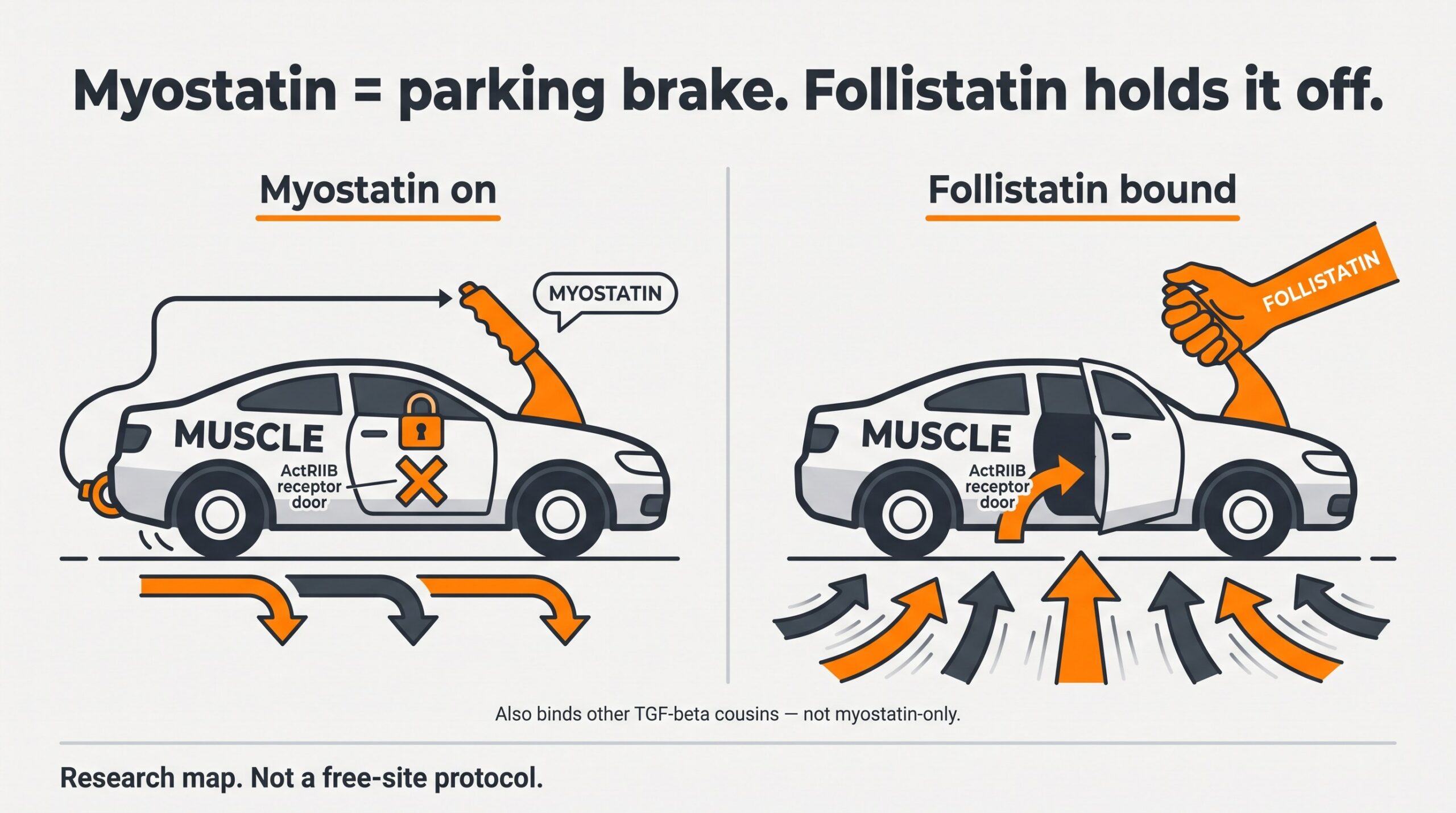 Teaching diagram: myostatin as a parking brake on muscle growth versus follistatin holding the brake off so ActRIIB signaling is less blocked.