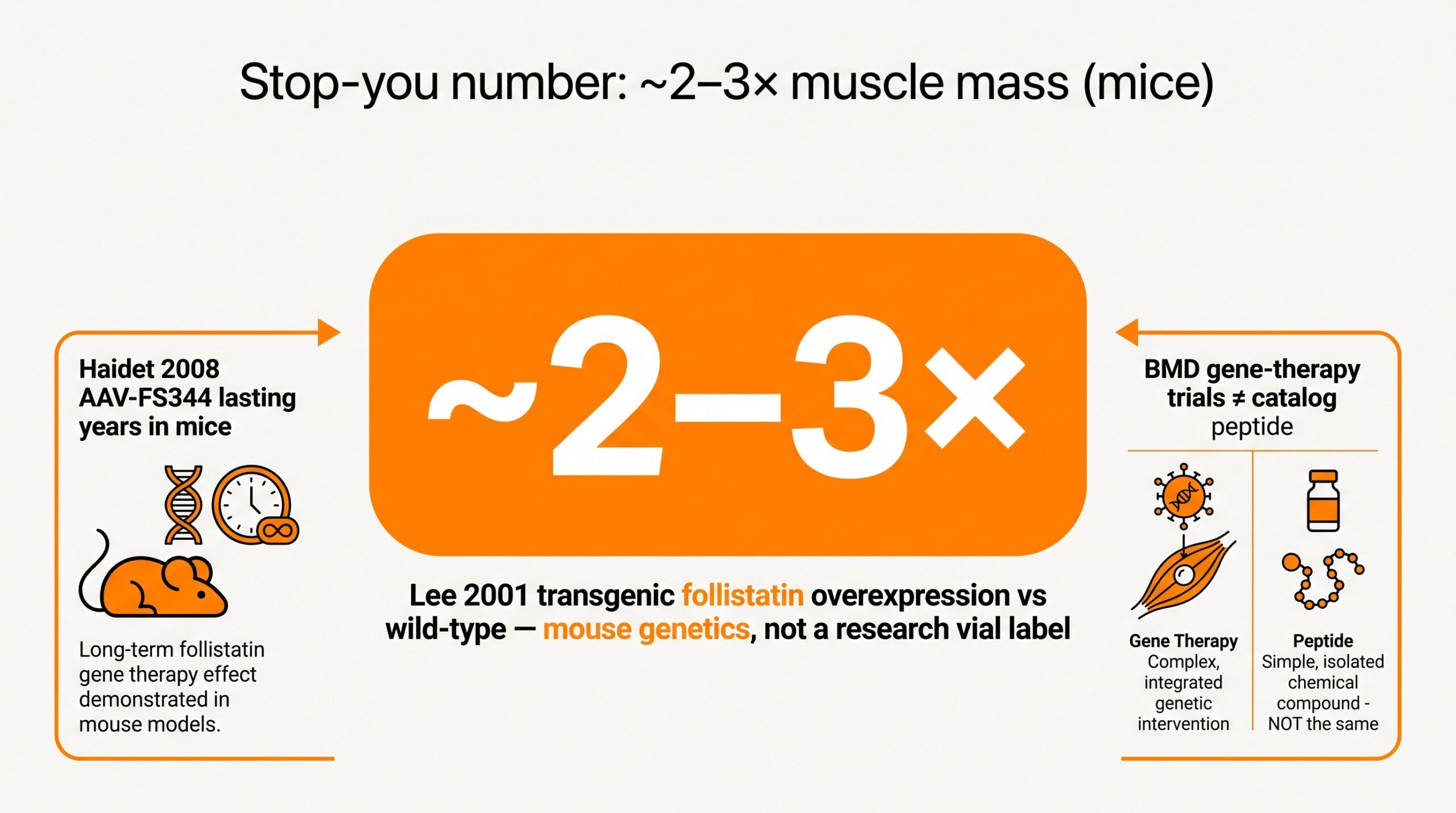 Teaching diagram highlighting Lee 2001 stop-you number: about 2 to 3 times muscle mass with transgenic follistatin overexpression in mice, plus AAV gene-therapy honesty.