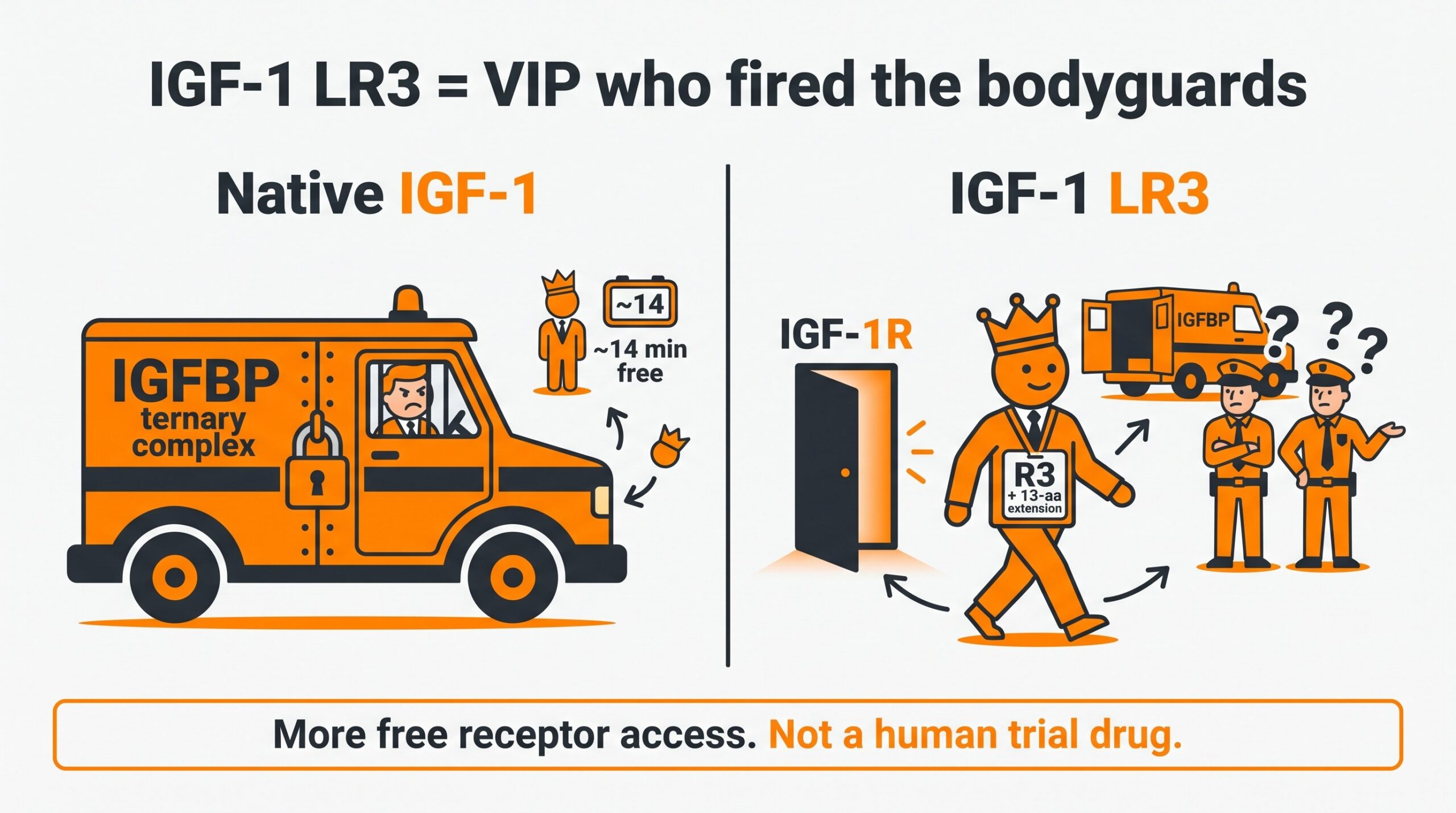 Teaching diagram: native IGF-1 locked with IGFBP bodyguards versus IGF-1 LR3 as a VIP with freer IGF-1R access.