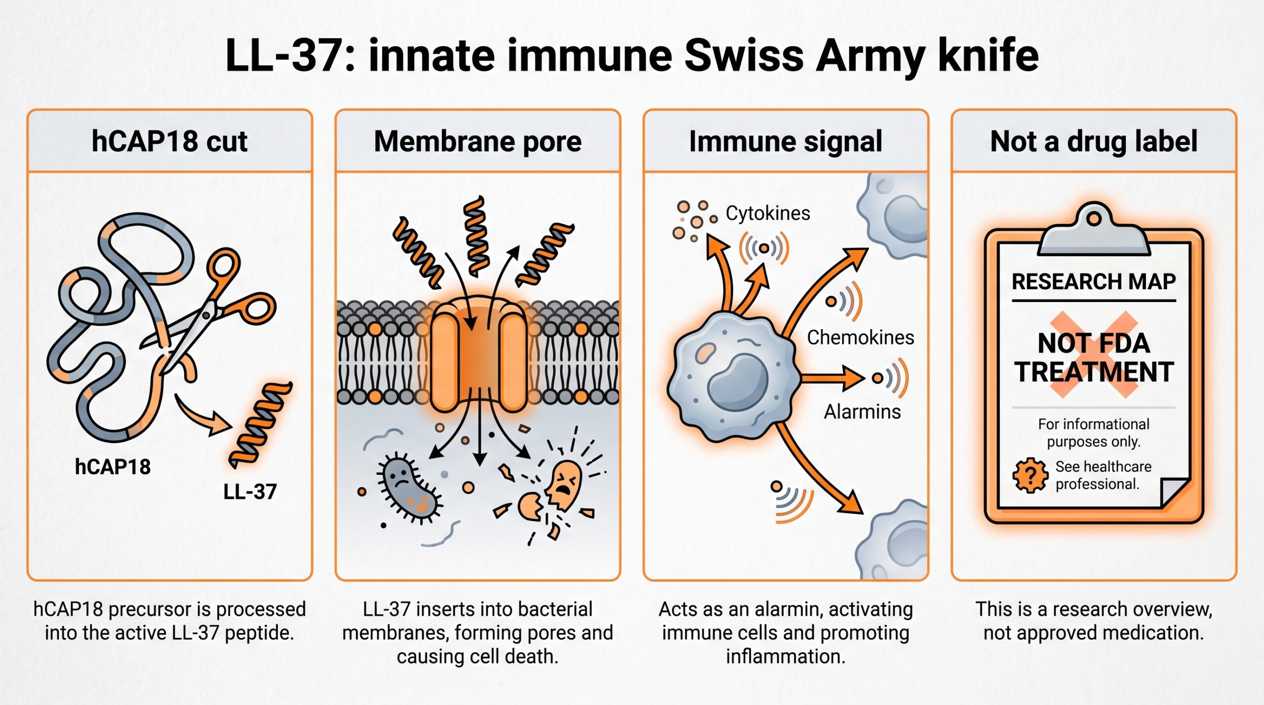 Teaching diagram of LL-37 as an innate immune Swiss Army knife: hCAP18 cut to LL-37, membrane pore, immune signal, and not an FDA drug label.
