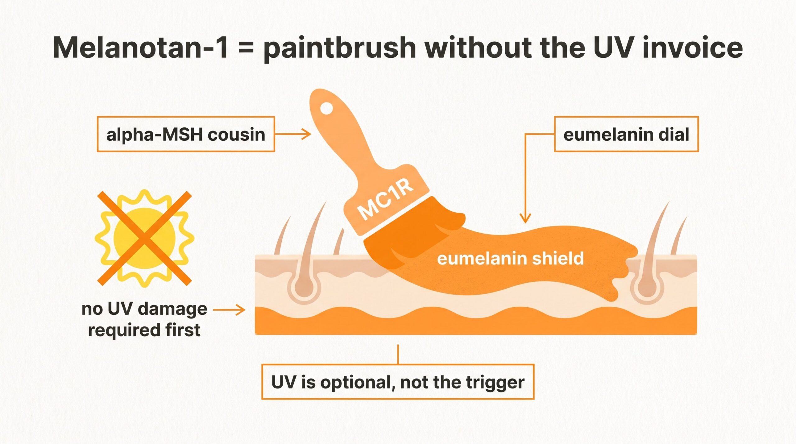 Teaching diagram: Melanotan-1 as an MC1R paintbrush that raises eumelanin without requiring UV damage first.