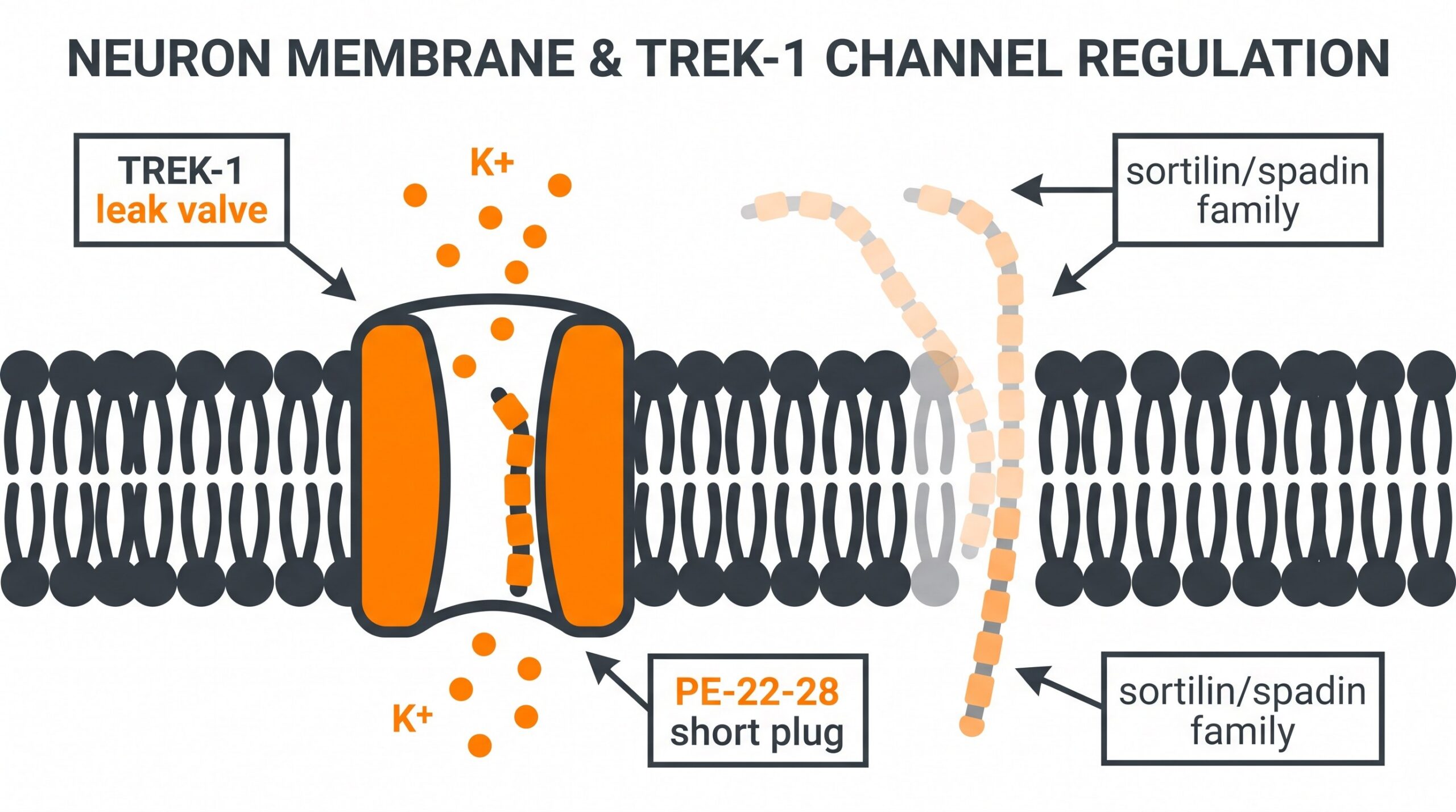 Teaching diagram: TREK-1 as a leaky pressure-relief valve on a neuron membrane with PE-22-28 as a short custom plug seating tighter than longer spadin.