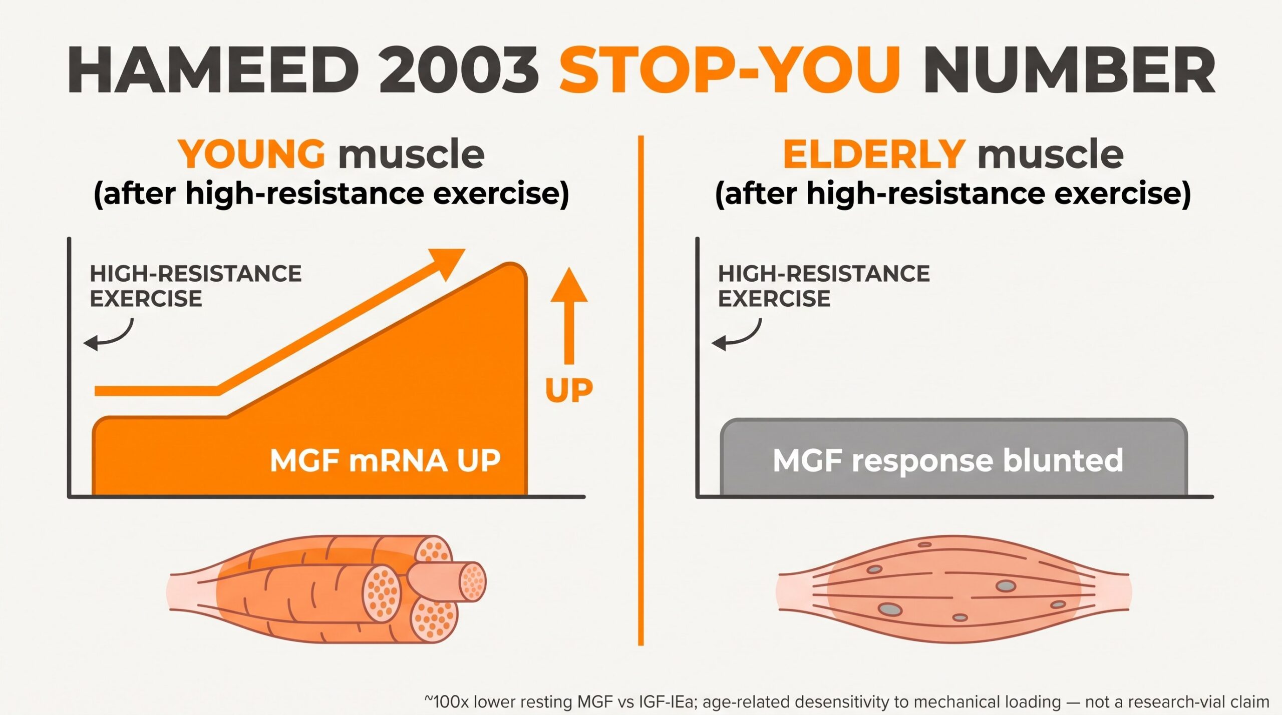 Teaching diagram highlighting Hameed 2003: young muscle MGF mRNA rises after high-resistance exercise while elderly response is blunted, with resting MGF about 100-fold lower than IGF-IEa.
