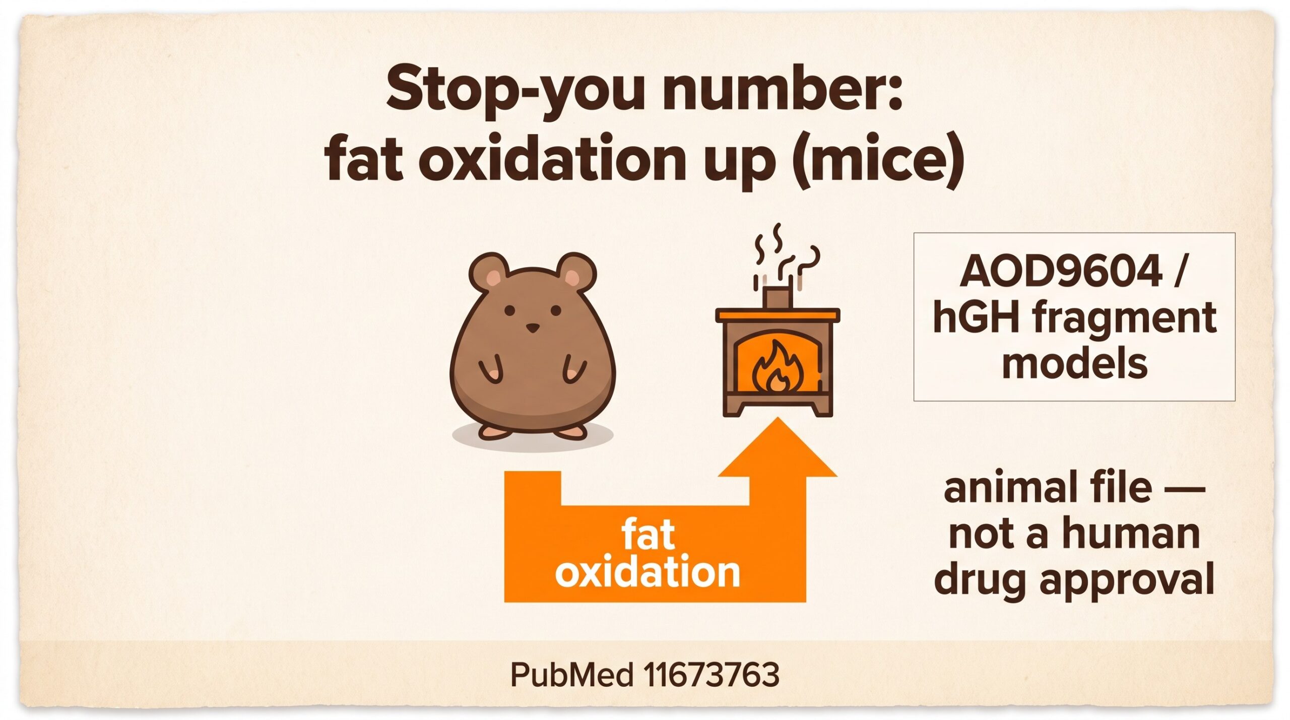 Teaching diagram: AOD9604 family work raised fat oxidation in obese mice, with a confidence label that this is not a human drug approval.