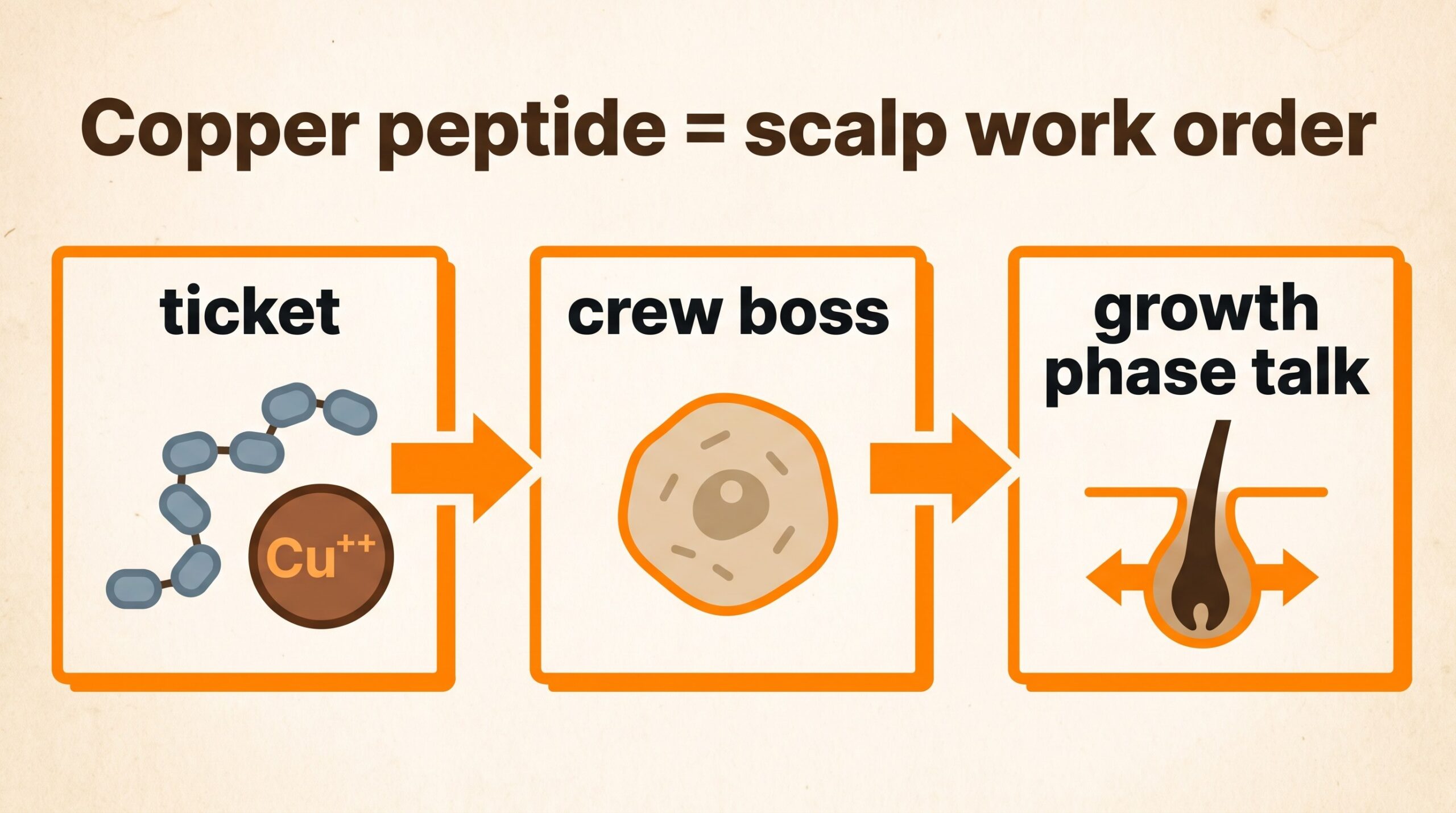 Teaching diagram: copper peptide as a scalp work order handed to the dermal papilla crew boss.