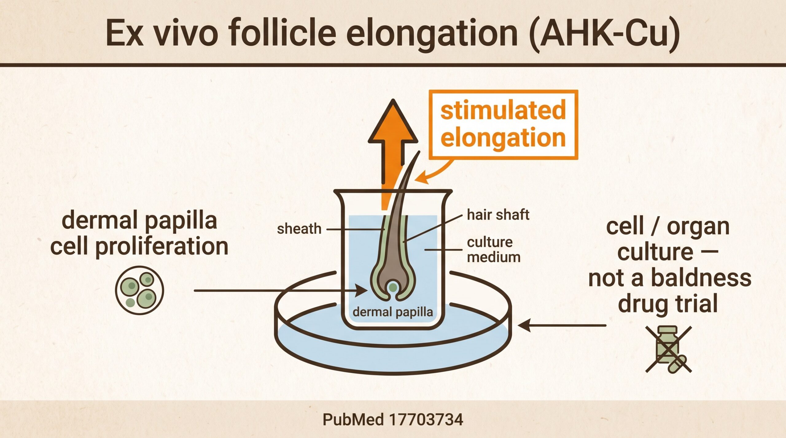 Teaching diagram: AHK-Cu stimulated human hair follicle elongation in organ culture, with a confidence label that this is not a baldness drug trial.
