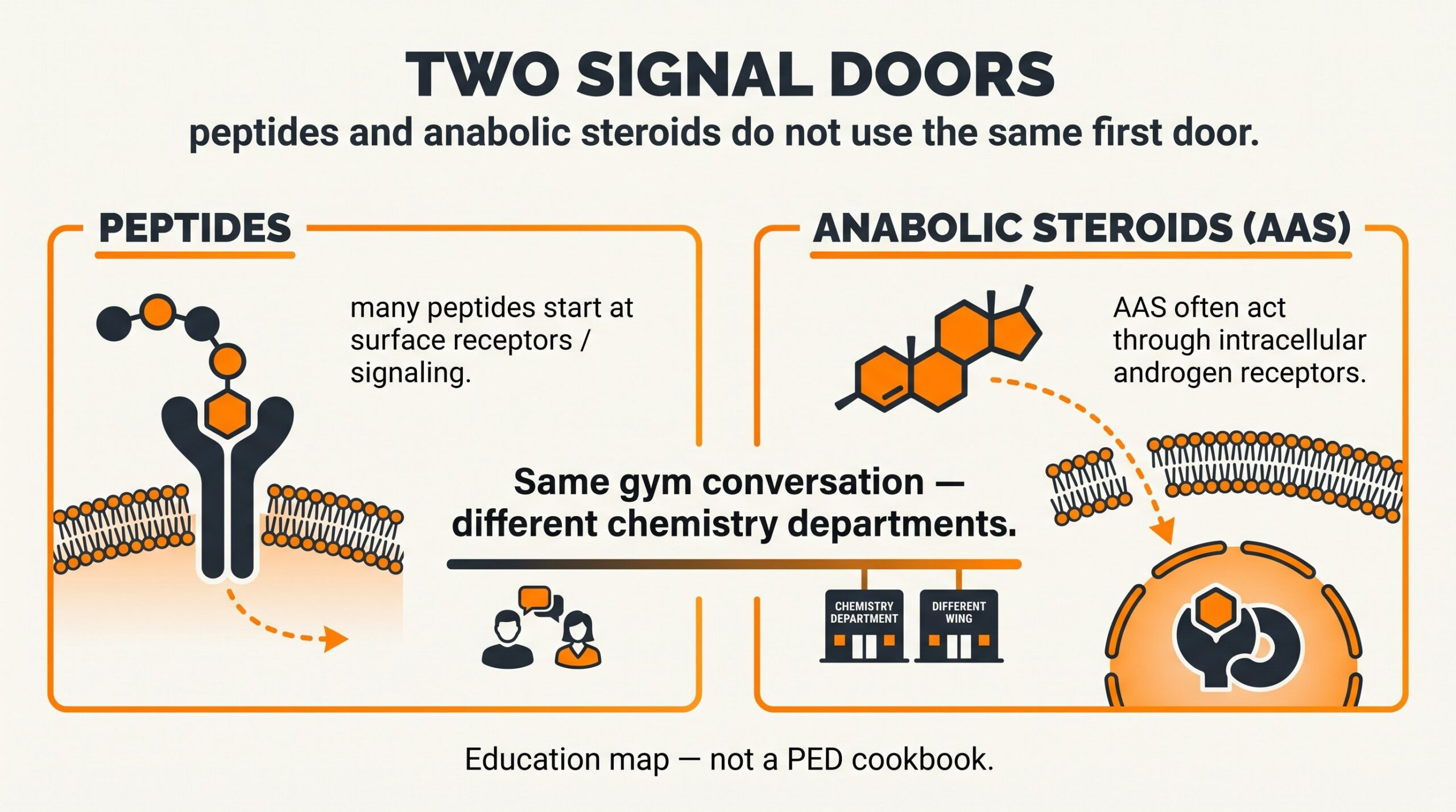 Teaching diagram: two signal doors — peptide surface receptors vs AAS androgen receptors