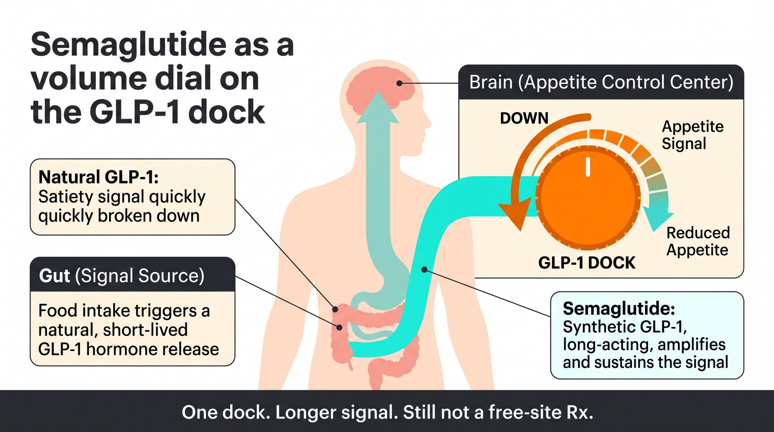 Teaching diagram: semaglutide as a volume dial on the GLP-1 dock that turns appetite signal down.