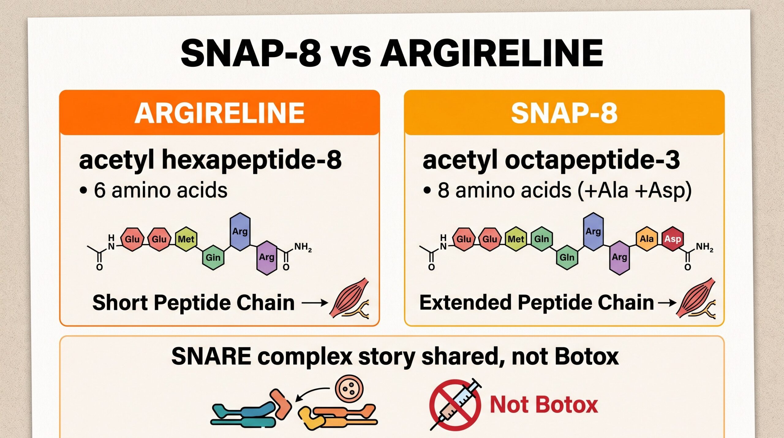 Teaching diagram: SNAP-8 vs Argireline peptide chain map, not Botox
