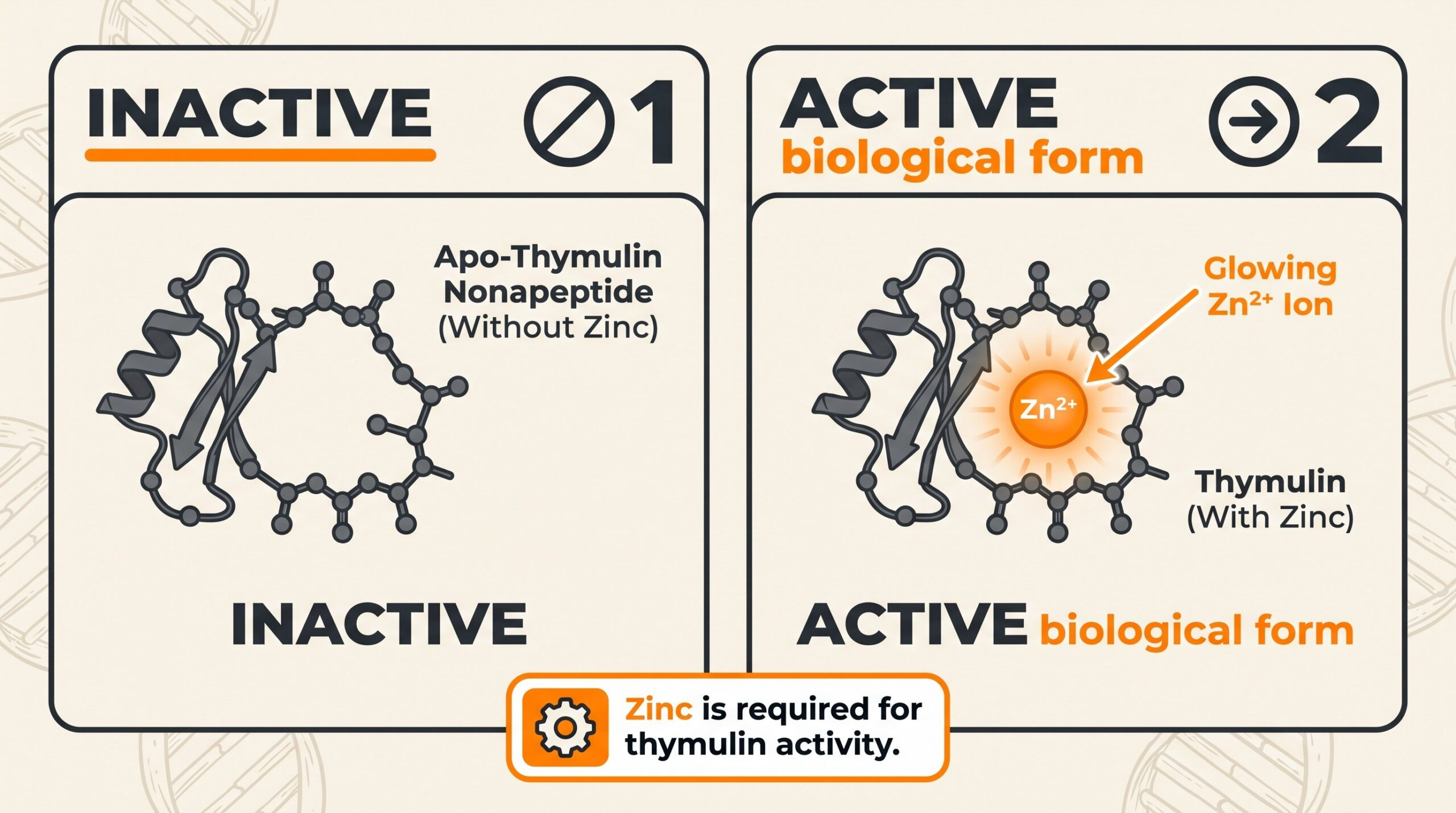 Teaching diagram: apo-thymulin without zinc labeled inactive versus zinc-bound thymulin labeled active biological form.