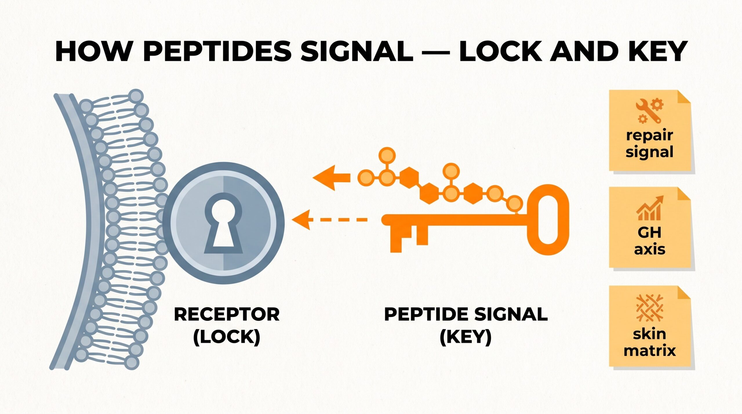 Teaching diagram: peptide lock-and-key signaling at a cell receptor