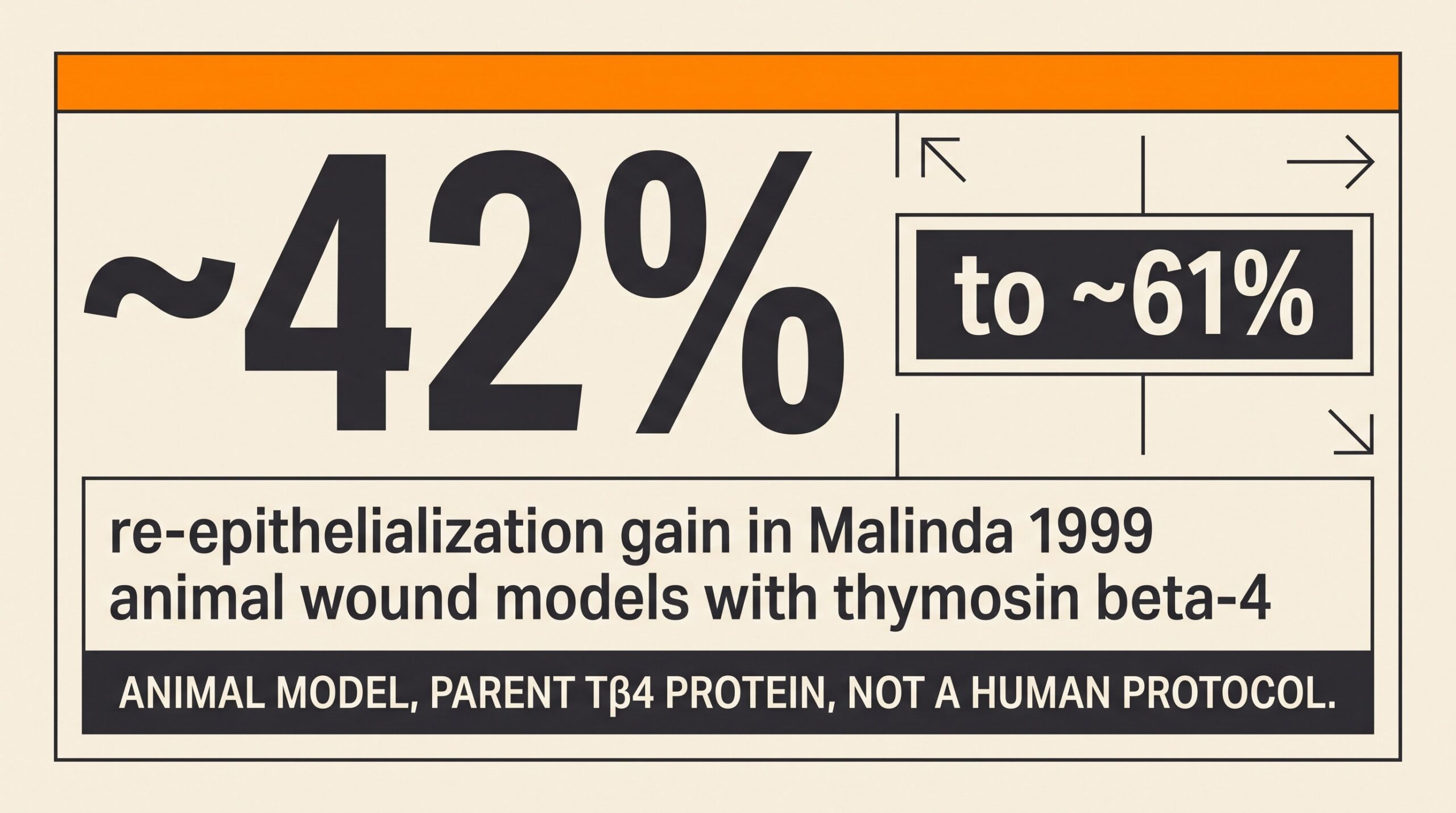 Teaching diagram highlighting Malinda 1999: about 42 to 61 percent greater re-epithelialization in animal wound models with thymosin beta-4, not a human Wolverine protocol.
