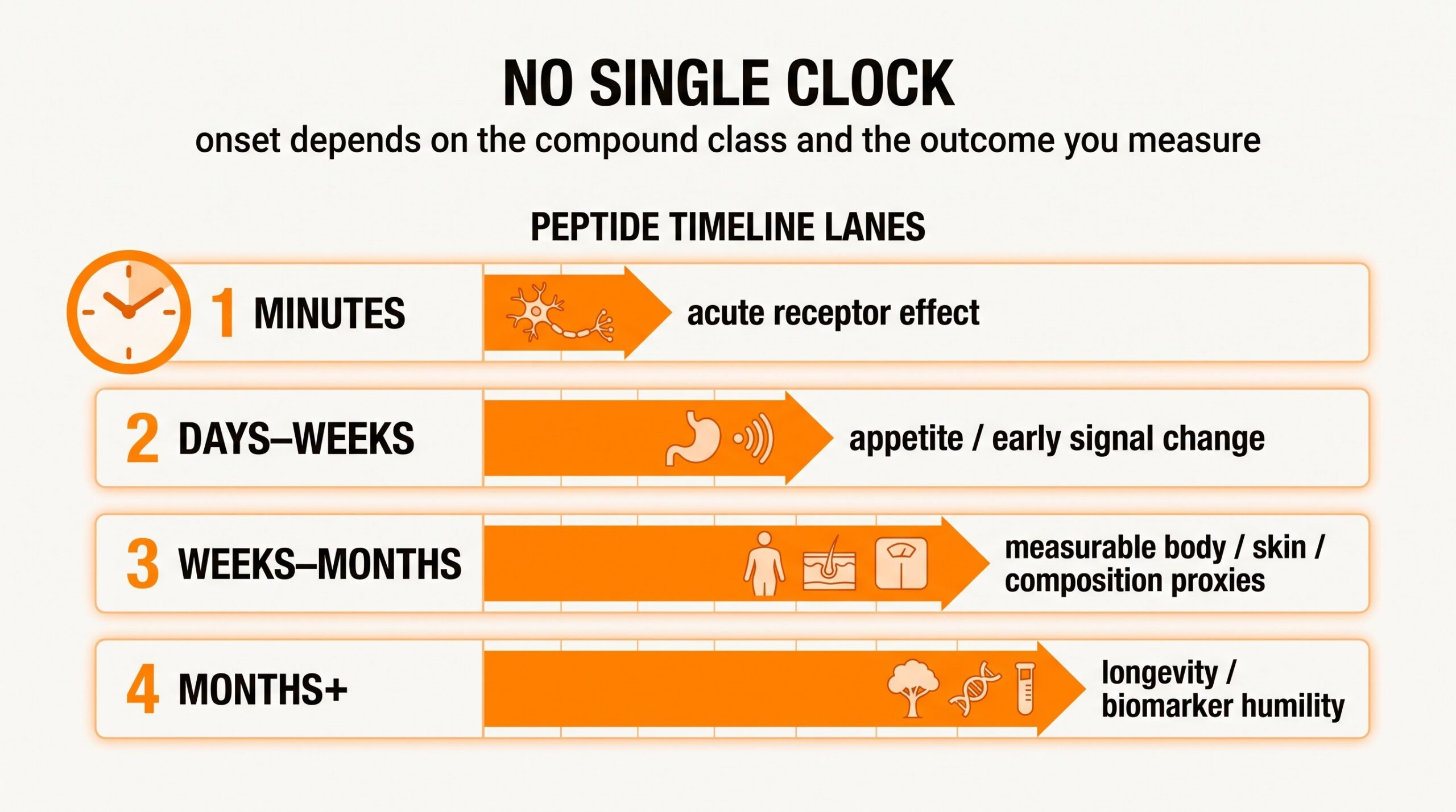Teaching diagram: peptide timeline lanes from minutes to months